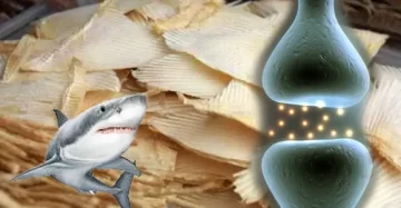 Cartílago de Tiburón: Beneficios